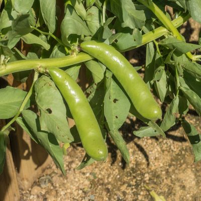 Fava bean (Vicia faba) is a species of flowering plant in the vetch and pea family Fabaceae.