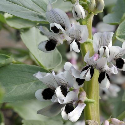Broad bean plants in flower, variety Witkiem Manita, Vicia Faba also known as field bean, fava, bell, horse, windsor, pigeon and tic bean.