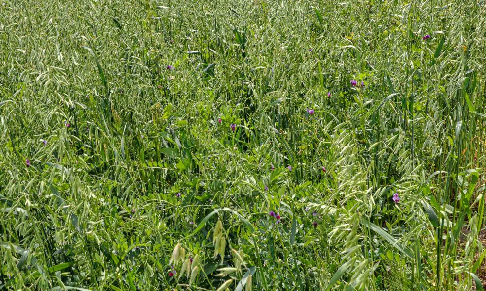 In the field the vine is growing vetch and oats. Feed compound for fattening animals