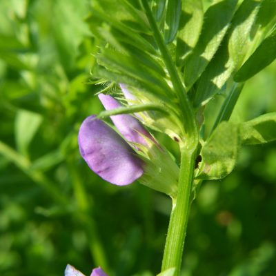 Sowing vetch (Vicia sativa) grows and blooms on the farm field